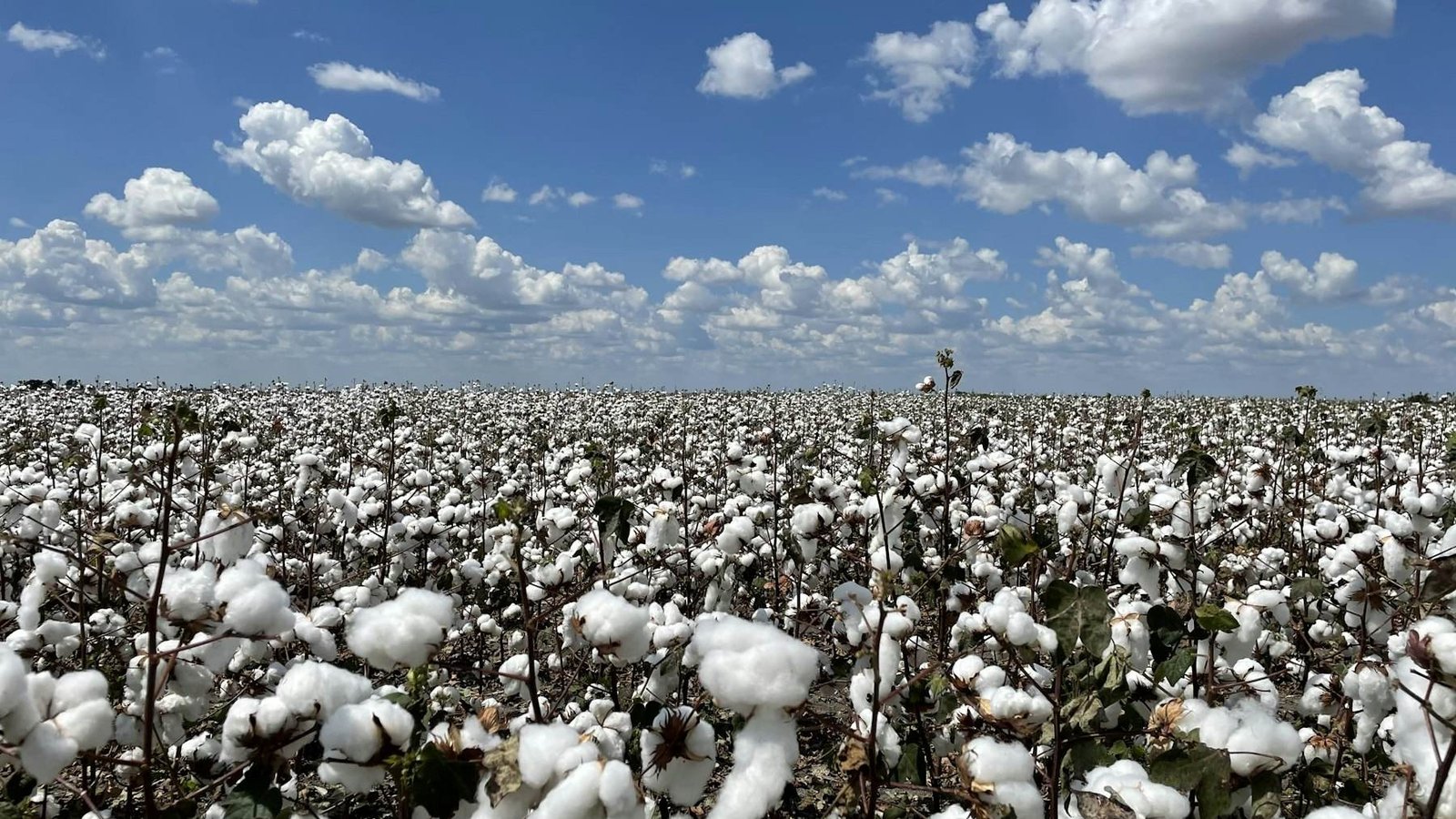 Cotton field under a blue sky