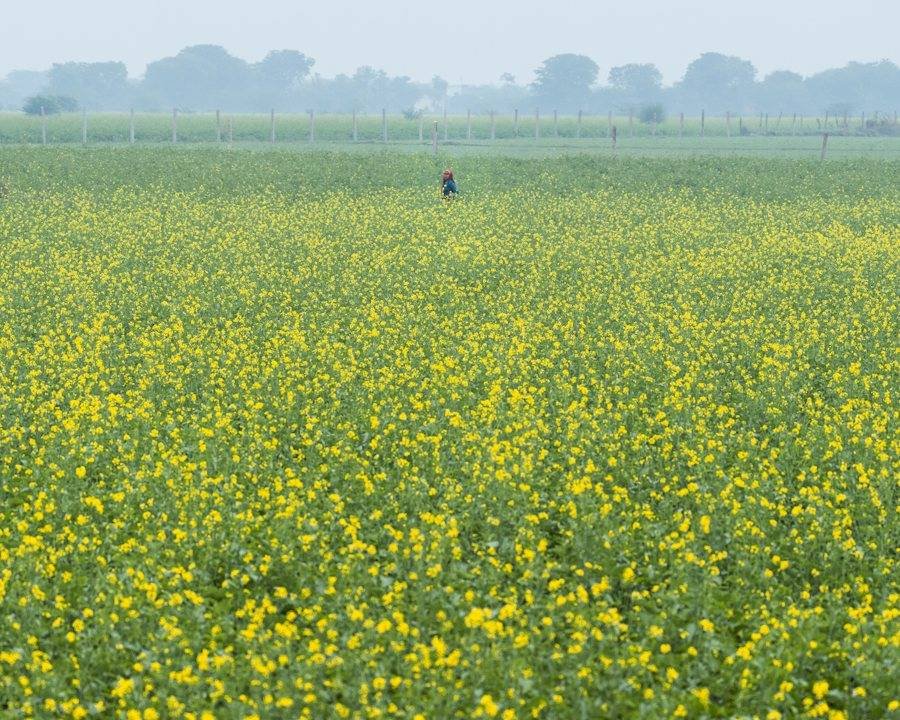 Mustard field in bloom